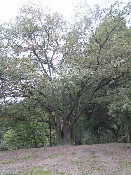 Weerterbergen Dikkie 112