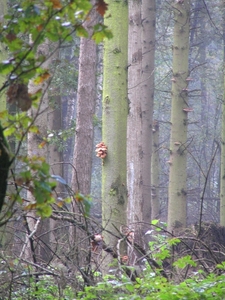 Weerterbergen Dikkie 140