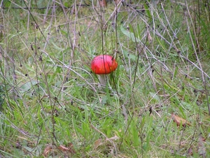 Weerterbergen Dikkie 161