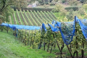 IMG_0209 (Small)