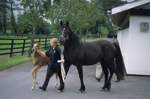 National Stud en Japanse Tuin