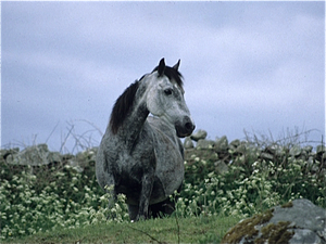 Connemara