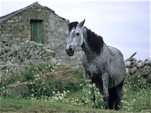 Connemara