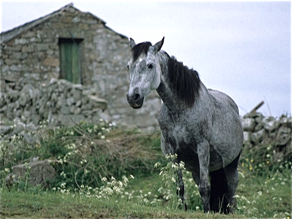 Connemara