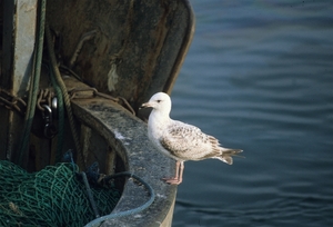 Killybegs