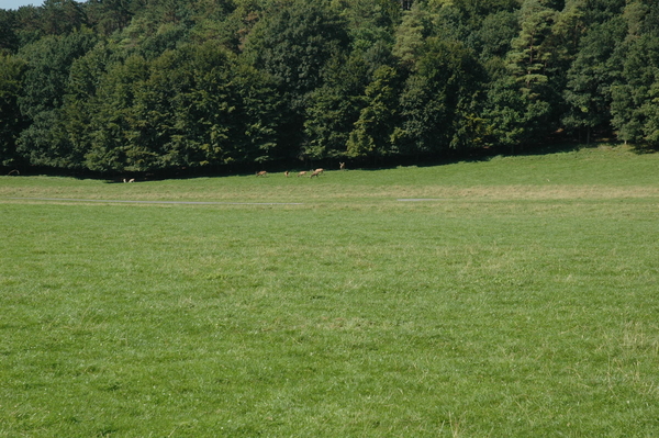 Het wilde dierenpark