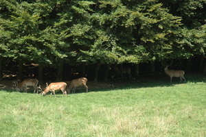 Het wilde dierenpark