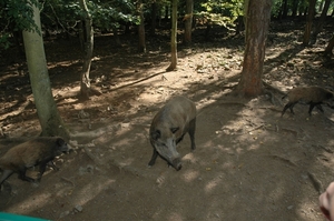 Het wilde dierenpark (1)