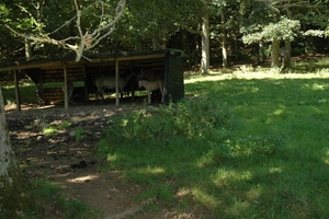 Het wilde dierenpark (10)