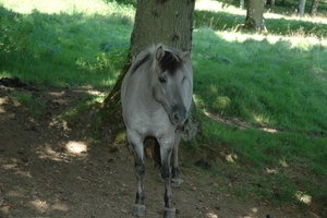 Het wilde dierenpark (11)