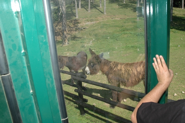 Het wilde dierenpark (12)