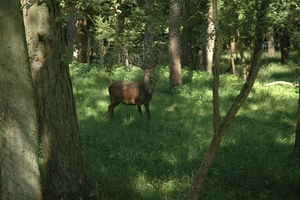 Het wilde dierenpark (13)
