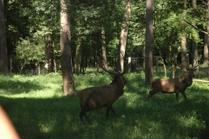 Het wilde dierenpark (14)