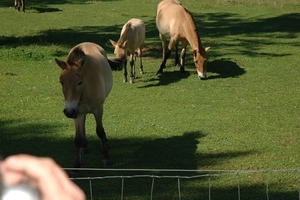 Het wilde dierenpark (2)