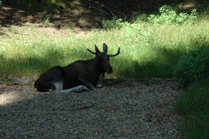 Het wilde dierenpark (5)