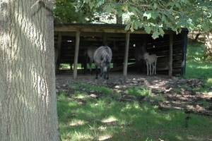 Het wilde dierenpark (6)