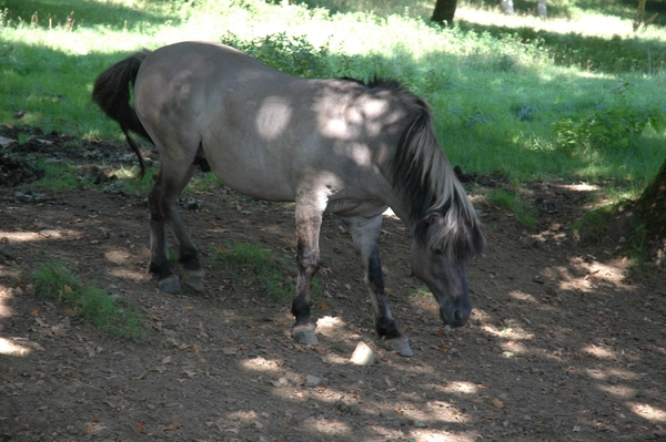 Het wilde dierenpark (7)