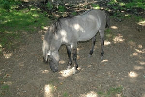 Het wilde dierenpark (8)