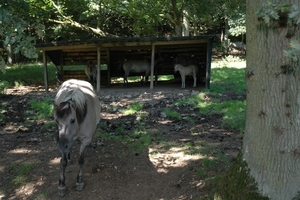 Het wilde dierenpark (9)