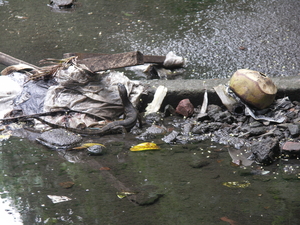 Varaan in bothanische tuin van Bogor