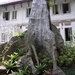 Plankenboom Bogor