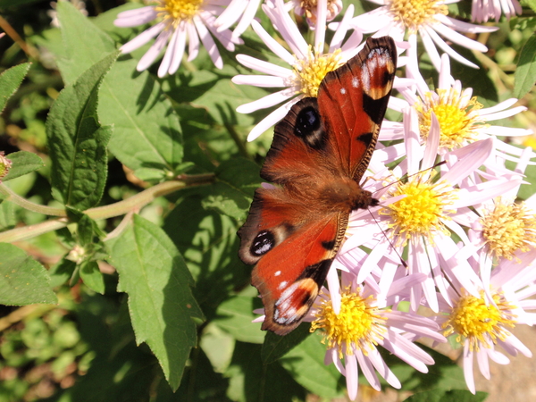 Dagpauwoog op Aster