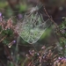 web