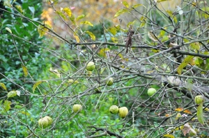 001 WINDERIG...EEN SPEELTREND IN DE NATUUR...!