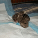 Puppies