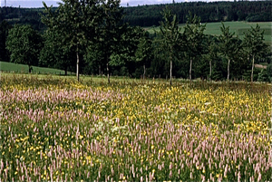 Eifel (Rijnland Pfaltz)