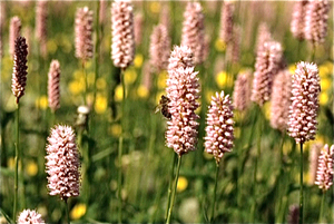 Eifel (Rijnland Pfaltz)