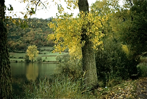 Eifel (Rijnland Pfaltz)