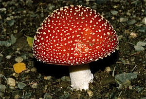 Eifel (Rijnland Pfaltz)
