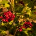17102010-IMG_5169