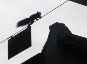 Een koorddanser in Toronto