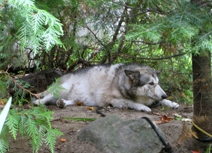 Wachthond bij de sucrerie : Kruising wolf/husky