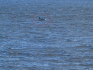 Walvissen spotten : zie rode cirkel