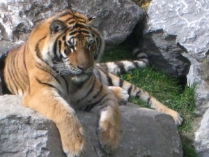 Dank zij Maurice heb ik deze gezien