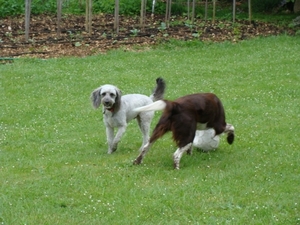 Belle & Harley