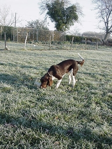 decembermorgen