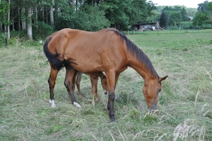 moeder en veulen