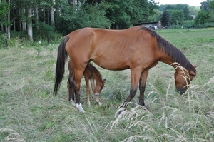 moeder en veulen