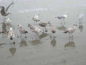 meeuwen op het strand