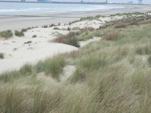 de duinen