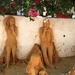 205 Albufeira  zandsculpturen