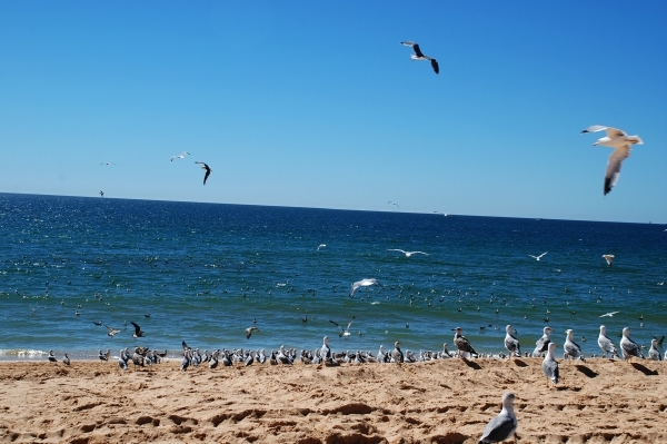 220 vissersdorp Armaçào de Pêra