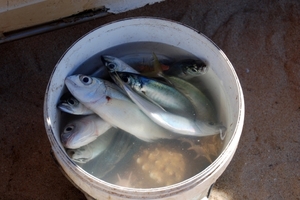 226 vissersdorp Armaçào de Pêra