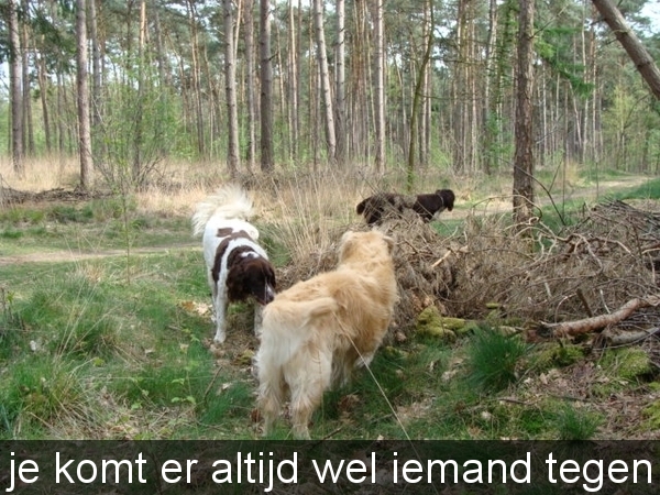 in 'ons' bos