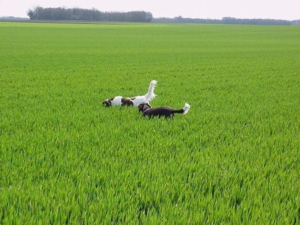 met Bas muizen zoeken