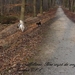 De eerste wandeling met Belle in 't Giels Bos